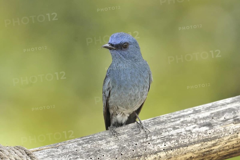 Nilgiri Flycatcher (Eumyias albicaudatus) male, Kerala, India