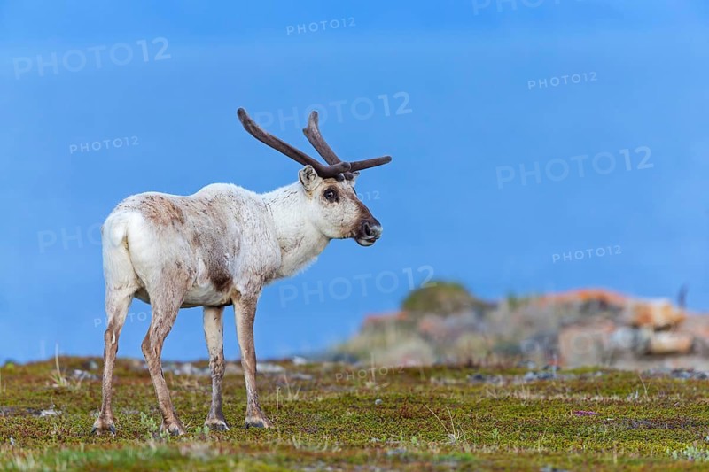Reindeer, Ren, (Rangifer tarandus), Animals, Mammals, Deer family, Varanger, Finnmark, Norway