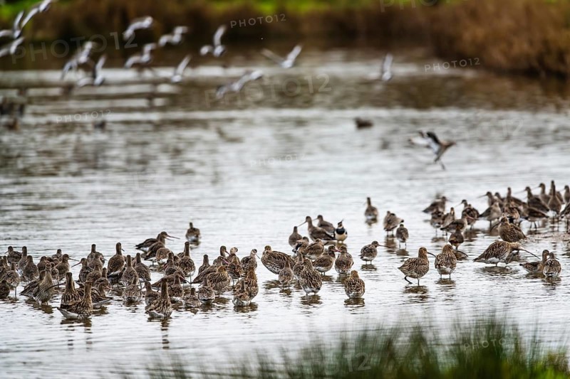 Eurasian Curlew, Numenius arquata, birds on marshes, Devon, England, United Kingdom
