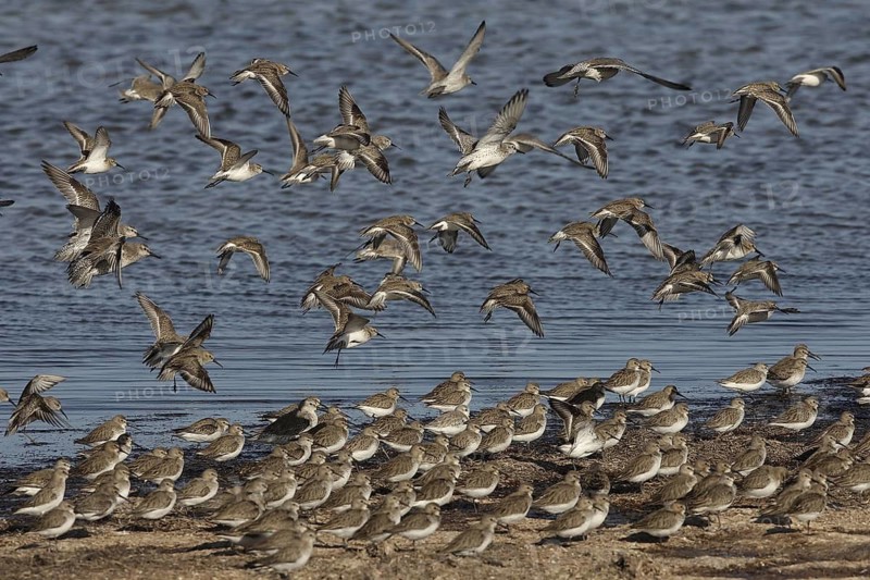 Red Knot (Calidris canutus) flock, Banc d'Arguin National Park, Mauritania