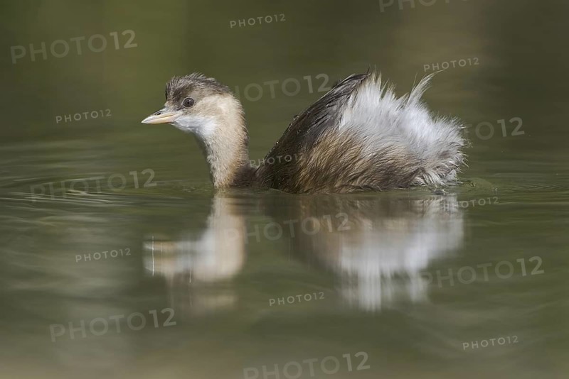 Little Grebe (Tachybaptus ruficollis), Saxony, Germany