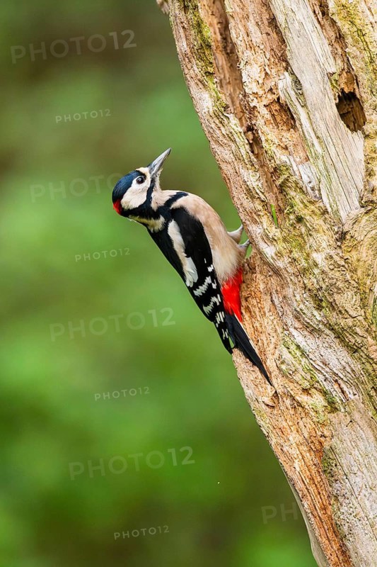 Great spotted woodpecker (Dendrocopos major) sitting on an old wrotten tree trunk in late summer, Bavaria, Germany