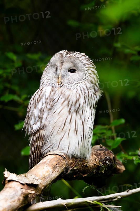 Ural owl (Strix uralensis) sitting on a branch, Bavaria, Germany