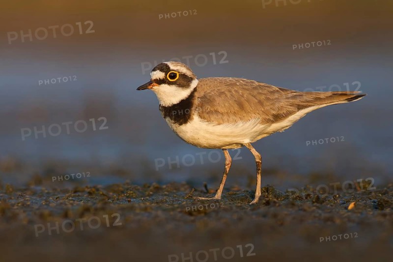 Little Ringed Plover (Charadrius dubius) foraging in the mud, Poland
