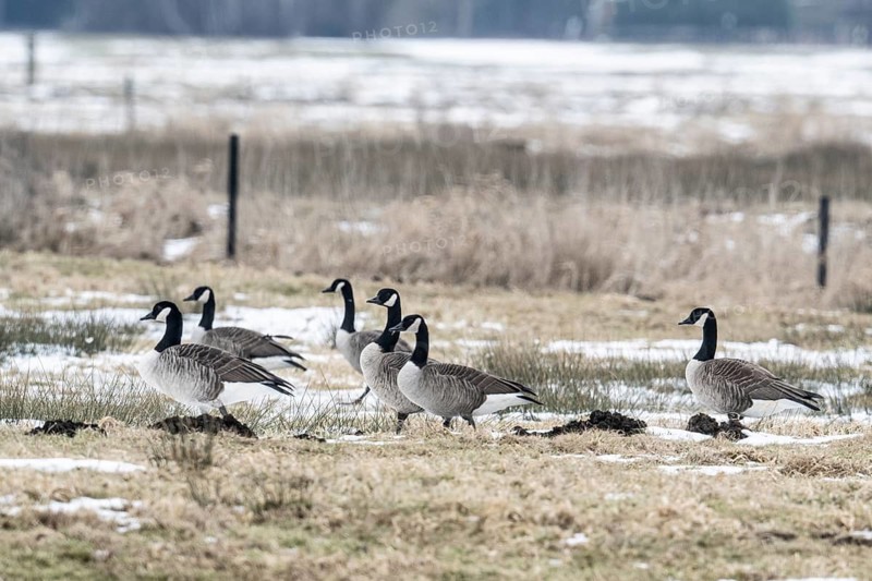 Canada geese (Branta canadensis), Lower Saxony, Germany