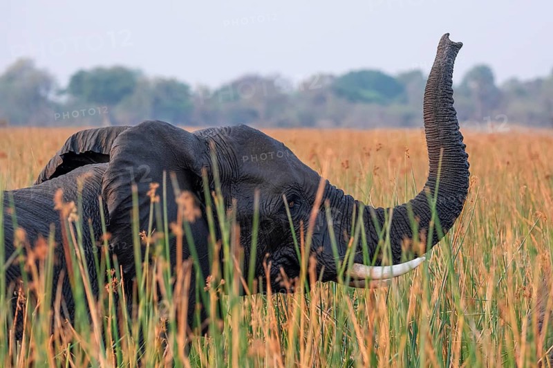 African elephant (Loxodonta africana), elephants on the riverbank between river grass, Thamalakane River, Okavango Delta, Botswana