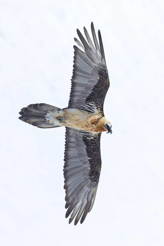 Bearded vulture, lammergeier, (Gypaetus barbatus), (Gypaetus barbatus meridionalis), flight photo, animals, birds, vulture, bird of prey, hawk-like family, mountain scenery, blue sky, free-view, Gemmi Pass, Valais, Switzerland