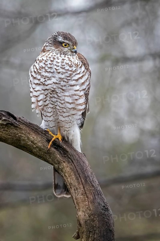 Eurasian Sparrowhawk (Accipiter nisus) female perched on a branch, Saxony-Anhalt, Germany