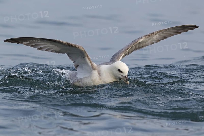 Northern Fulmar (Fulmarus glacialis), Iceland