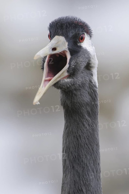 Common Crane (Grus grus) calling, Vaestergoetland, Sweden