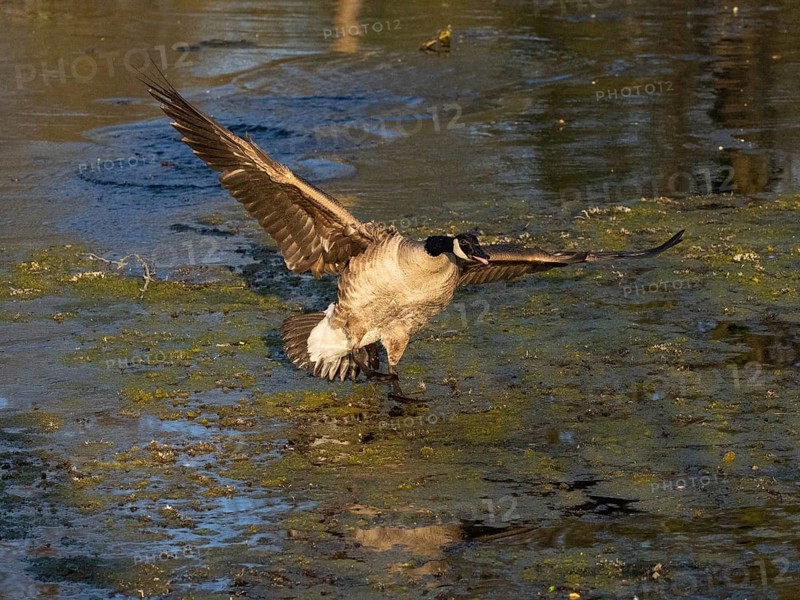 Canada goose (Branta canadensis), adult bird in flight, about to land on lake, Hesse, Germany