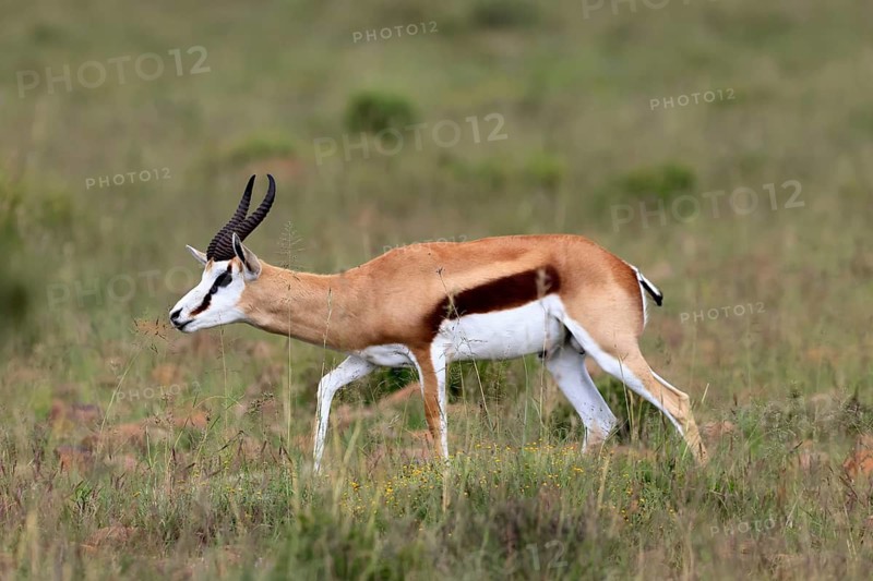Springbok (Antidorcas marsupialis), adult, male, foraging, running, Mountain Zebra National Park, Eastern Cape, South Africa