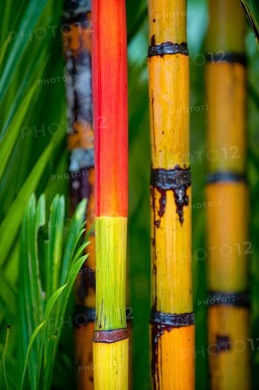 Coloured, colourful, colourful bamboo, plant, flora, decoration, detail, trunk, vegetation, Australia