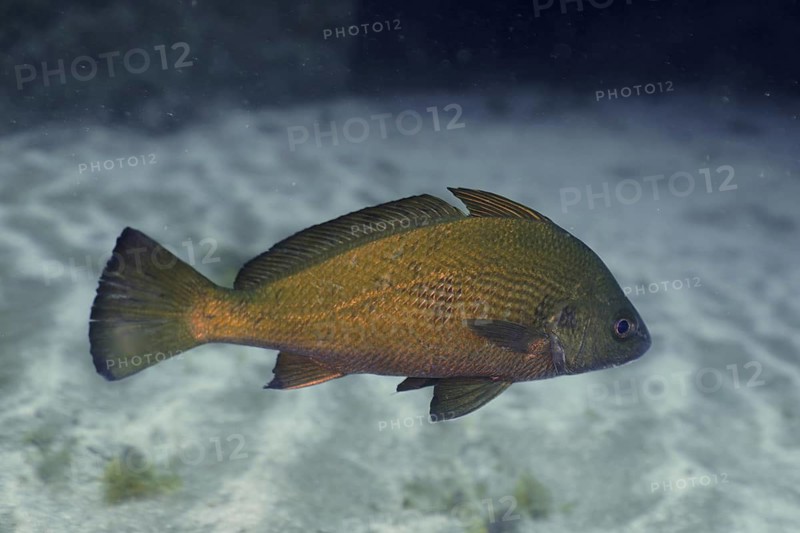 Umber fish (Umbrina canariensis)