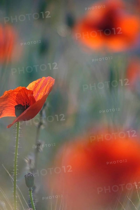 Picturesque beautiful poppies, June, Germany