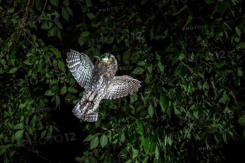 Eurasian Scops Owl (Otus scops) with grasshopper prey in its beak, Andalusia, Spain