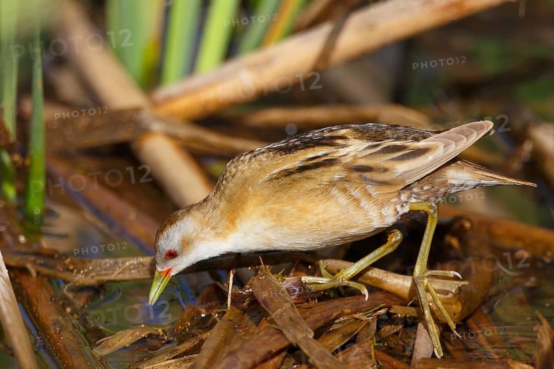 Little Crake (Porzana parva) female foraging, Greece