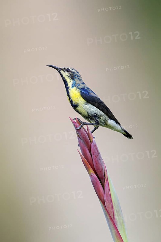 Purple Sunbird, (Cinnyris asiaticus), male, perch, animals, birds, sunbirds, Al Qurm Park, Muscat, Muscat, Oman