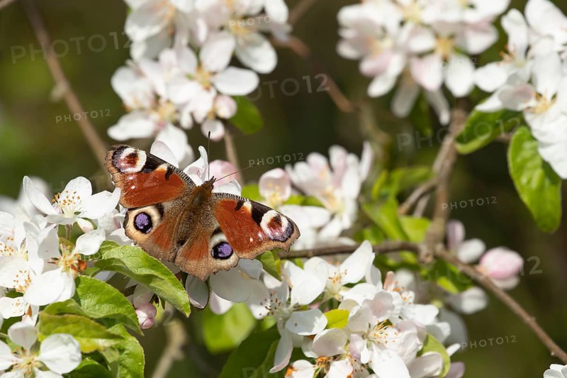 Peacock butterfly (Aglais io) adult insect feeding on garden apple tree blossom flowers in spring, Suffolk, England, United Kingdom