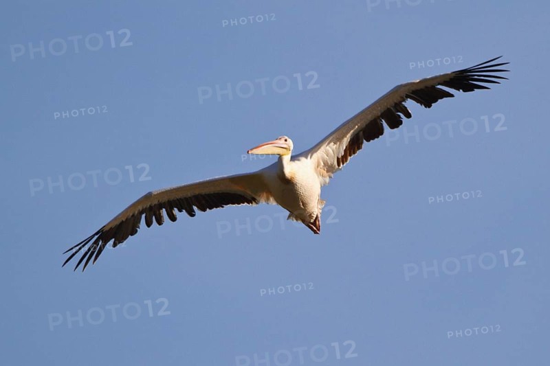 Great White Pelican (Pelecanus onocrotalus) flying, North Rhine-Westphalia, Germany
