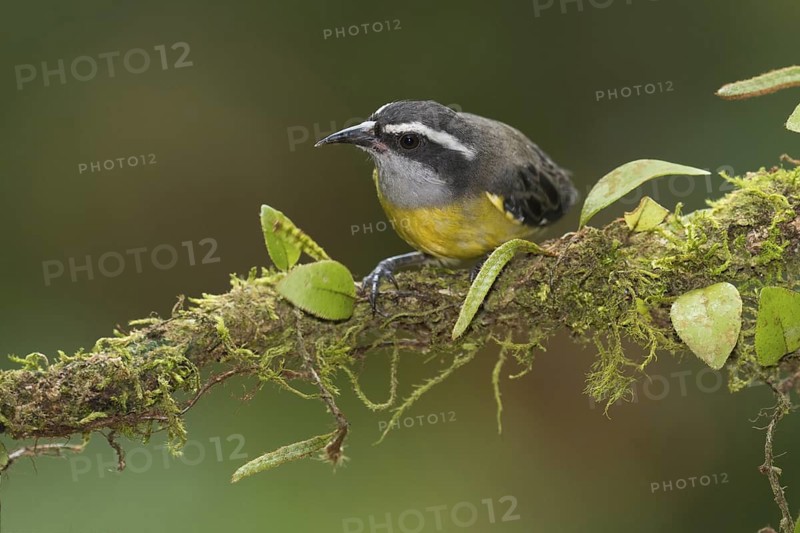 Bananaquit (Coereba flaveola), Costa Rica