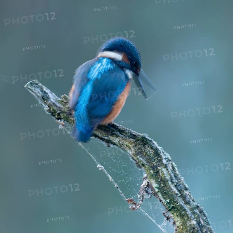 Kingfisher (Alcedo atthis) sitting on an old branch, perch and looking for prey, motion blur, long exposure, dragging, wiping effect, Lower Saxony, Germany
