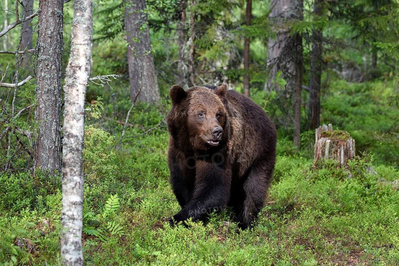 Animals, mammals, bear, brown bear, wild, biotope, habitat, (Ursus arctos arctos), foraging, Sweden, Scandinavia, Finland