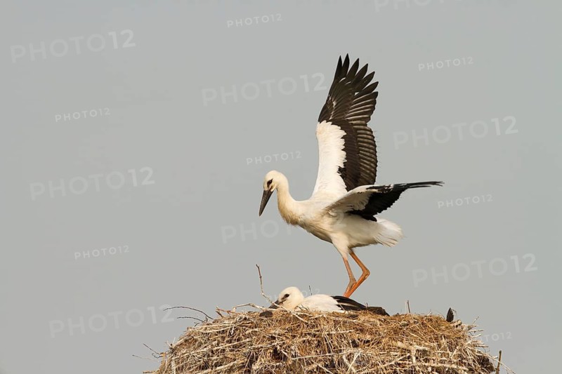 White Stork (Ciconia ciconia) juvenile trying to fly, Utrecht, Netherlands