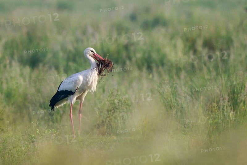 White Stork (Ciconia ciconia) with nesting material in beak, North Rhine-Westphalia, Germany