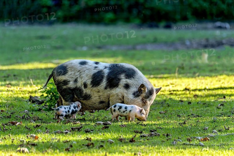 Pot-bellied pig (Sus scrofa f. domestica), mother, sow, sniffing in the evening light with newborn young, piglets, in a meadow, Poing Wildlife Park, Upper Bavaria, Bavaria, Germany