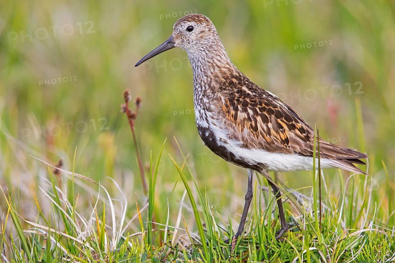 Dunlin, (Calidris alpina), Animals, Bird, Snipe family, Breiðavík, Vestfirðir, Iceland