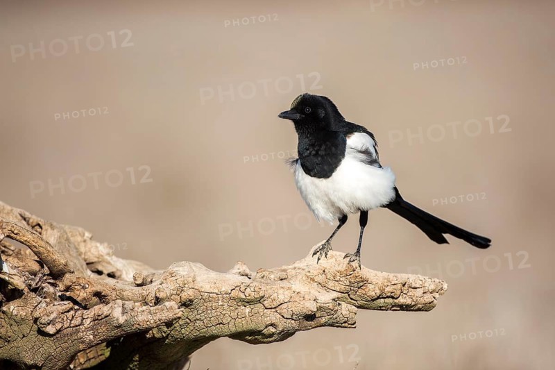 Eurasian magpie (Pica pica), Castile-La Mancha, Spain
