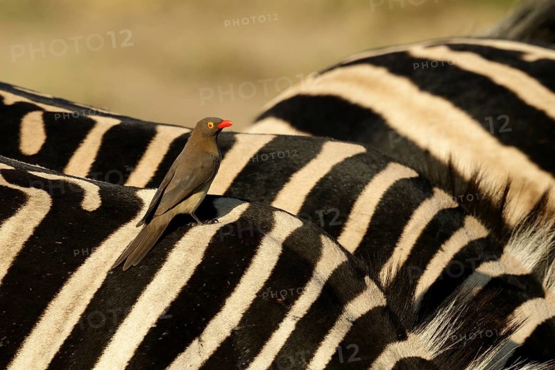 Roodsnavelossenpikker zittend op Zebra, Red-billed Oxpecker sitting on Zebra