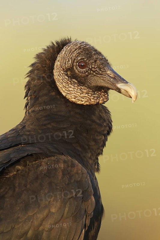 Black Vulture (Coragyps atratus), Florida, USA