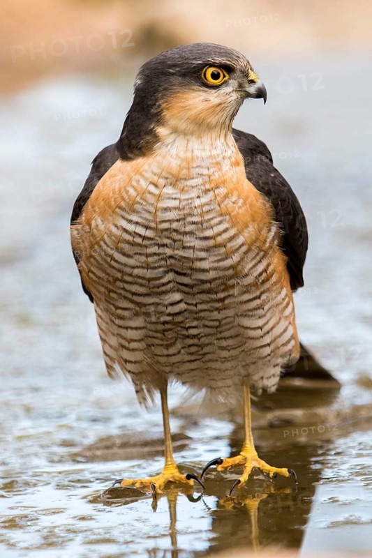 Eurasian Sparrowhawk (Accipiter nisus) male at a waterhole, Madrid, Spain