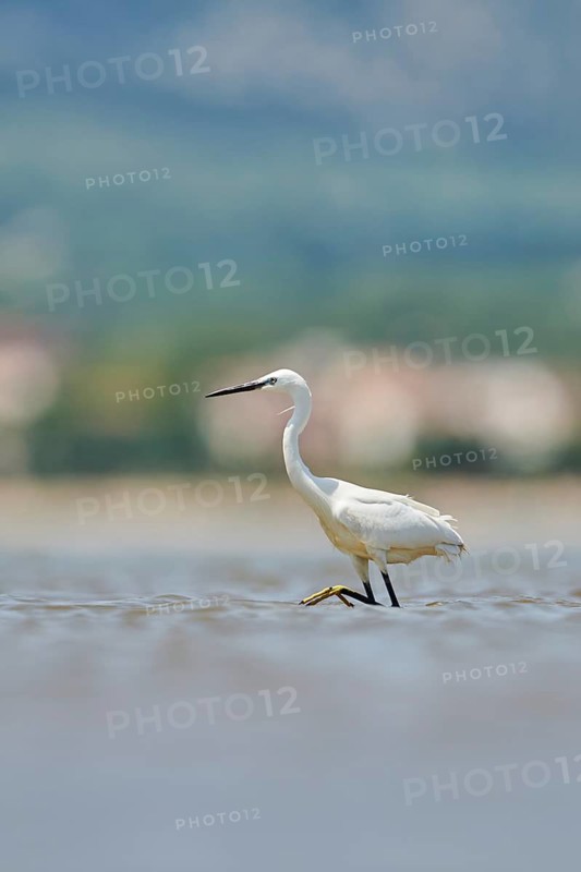 Little egret (Egretta garzetta) walking at the shore, hunting, sea, ebro delta, Catalonia, Spain