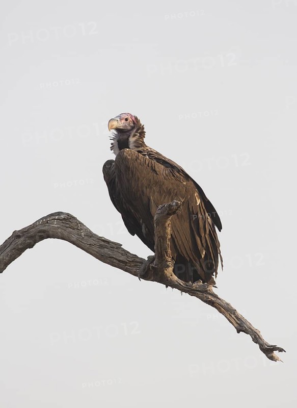 Lappet-faced Vulture (Torgos tracheliotos), Chobe, Botswana