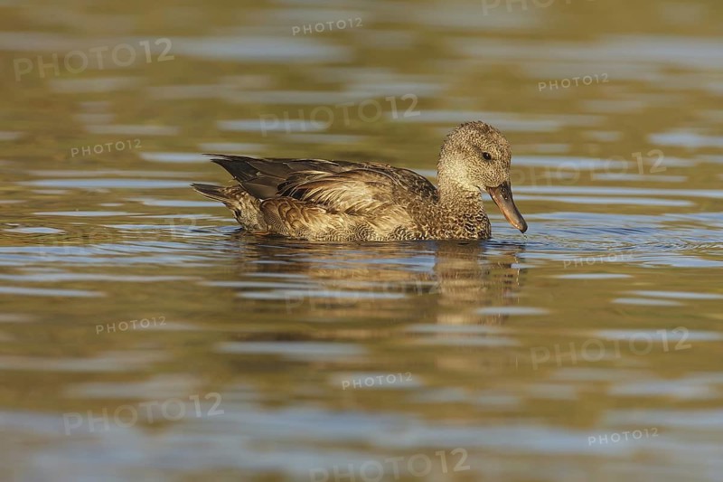 Gadwall (Mareca strepera) male, California, USA
