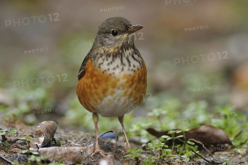 Grey-backed Thrush (Turdus hortulorum), Poyang Lake, China