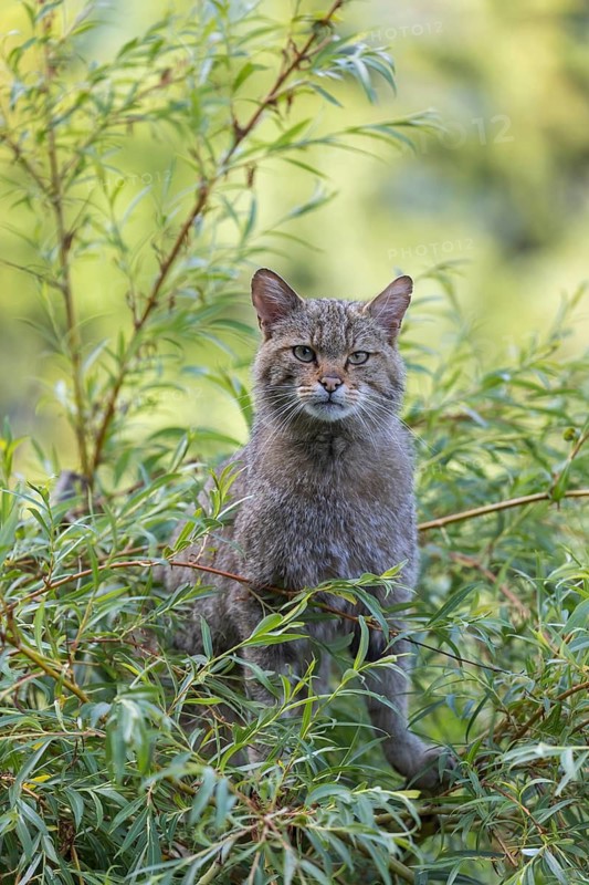 One European wildcat, Felis silvestris silvestris, sitting in a green weeping willow tree. Green leaves all around