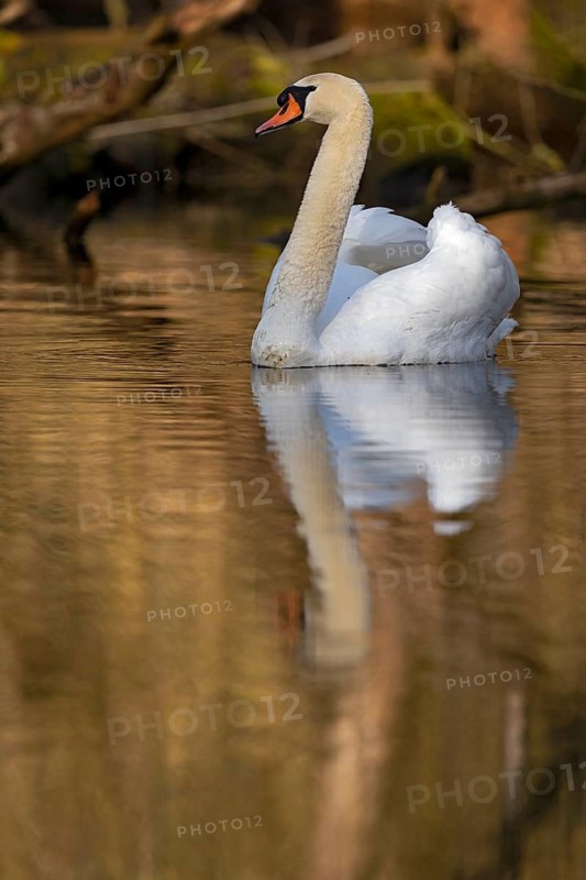 Mute Swan (Cygnus olor), Baden-Wuerttemberg, Germany