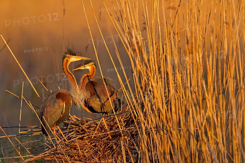 Purple Heron (Ardea purpurea), Baden-Wuerttemberg, Germany