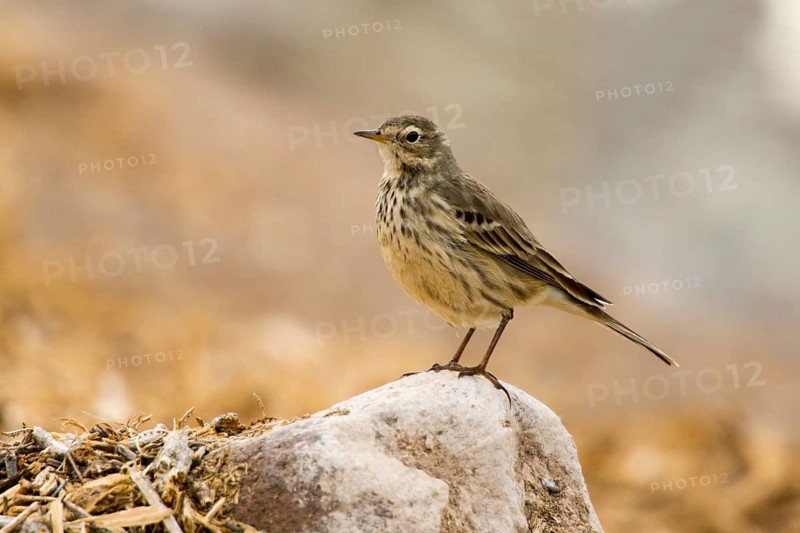American Pipit Anthus rubescens Henderson, Nevada, United States 4 December Adult nonbreeding plumage. Montacillidae