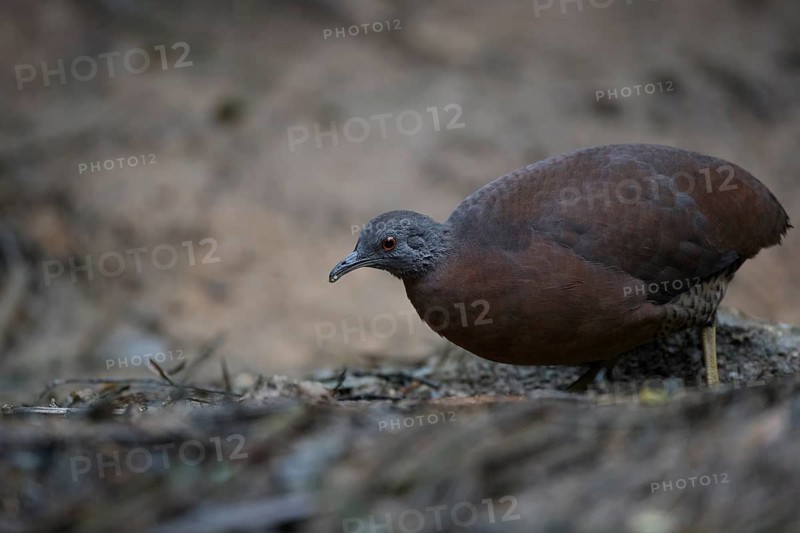 Brown Tinamou (Crypturellus obsoletus), Atlantic rainforest, Brazil