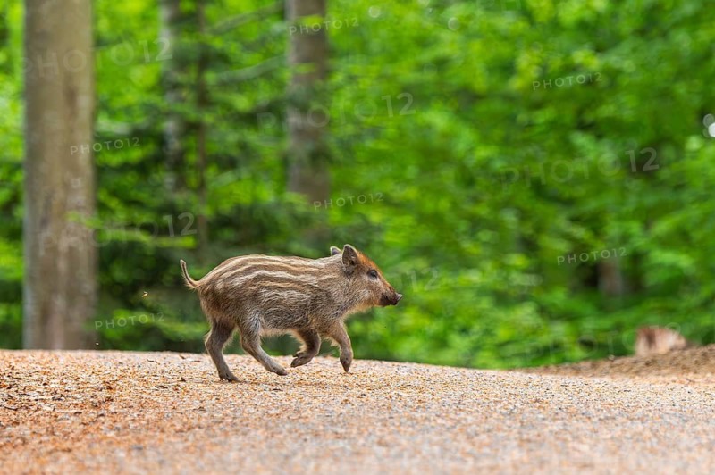 Wild boar (Sus scrofa) piglet running in a forest, Bavaria, Germany