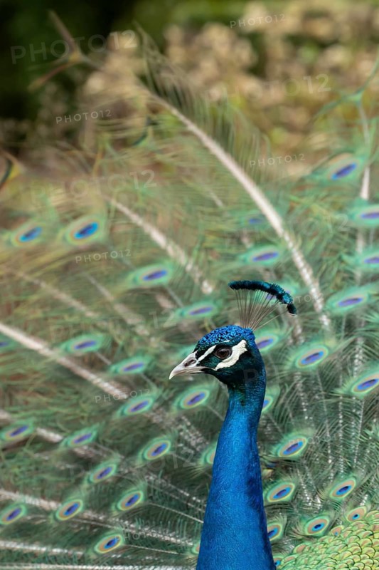 Indian peafowl or Peacock (Pavo cristatus) adult male bird displaying showing its tail feathers, England, United Kingdom