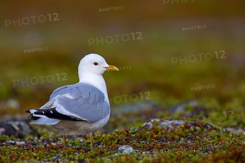 Sturmmöwe, Common Gull, Mew Gull, Larus canus, Goéland cendré, Gaviota Cana