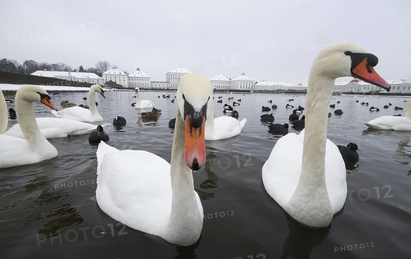 Mute Swan (Cygnus olor), Bavaria, Germany