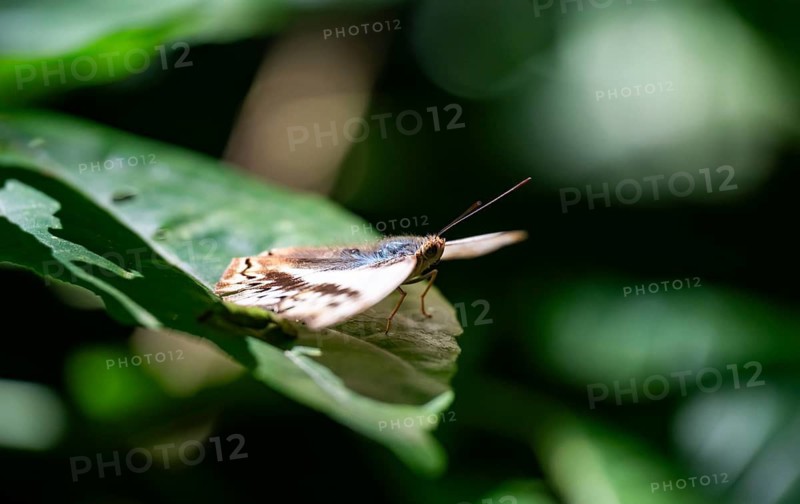 Butterfly sitting on a leaf in rainforest, Murchison Falls National Park, Western Region, Uganda