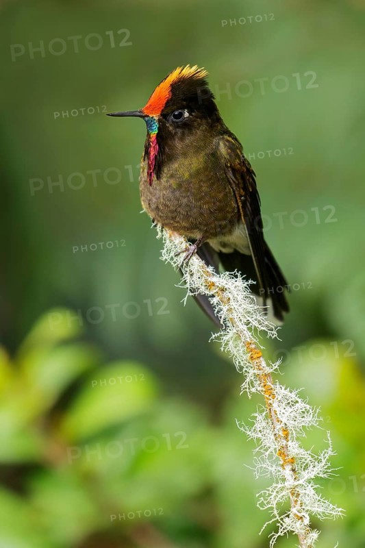 Rainbow-bearded Thornbill (Chalcostigma herrani) perched on a branch in the Andes Mountains of Colombia